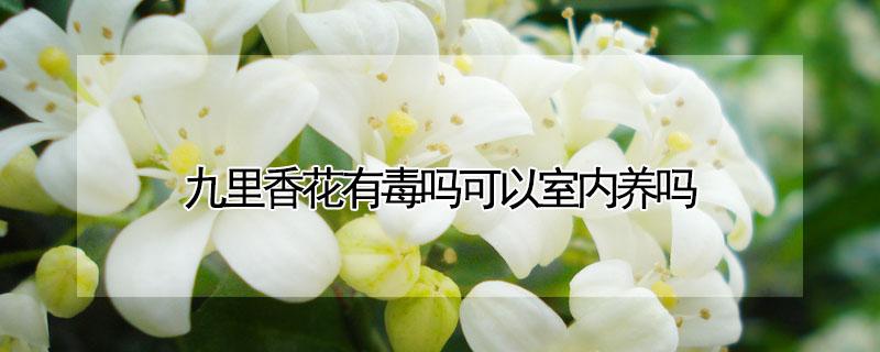 九里香花有毒吗可以室内养吗 九里香花有没有毒?