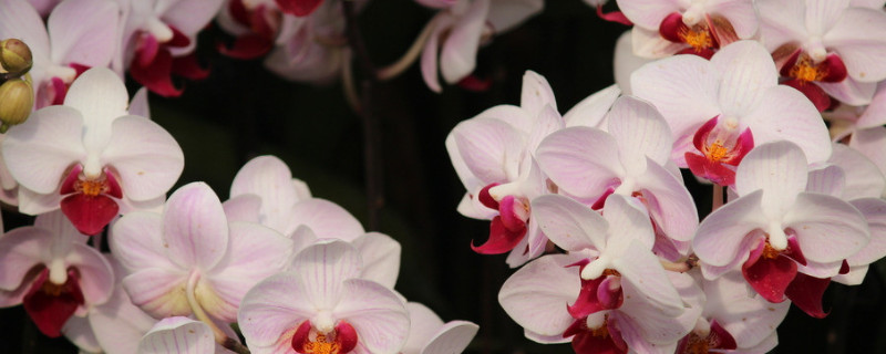 蝴蝶兰水培生根好方法 蝴蝶兰怎么水培生根