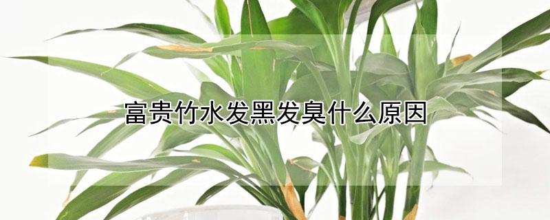 富贵竹水发黑发臭什么原因 富贵竹水发臭是怎么回事