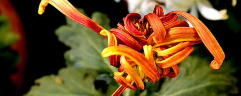 怎样给盆栽菊花施肥（盆栽菊花施什么肥好）