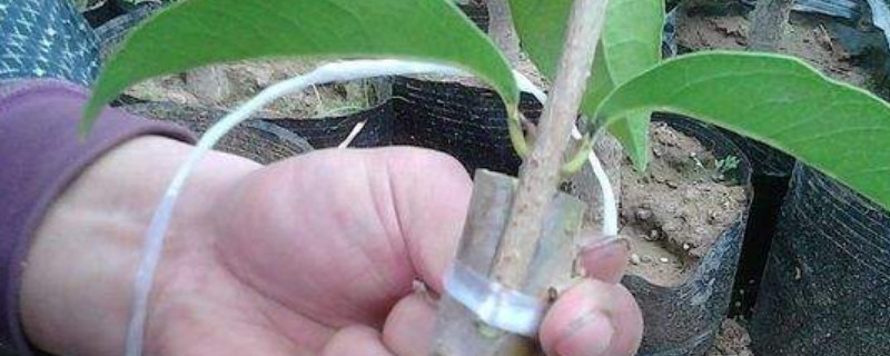 北方什么树能嫁接桂花（哪种树可以嫁接桂花树）