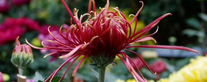 菊花养在卧室好吗（屋里养菊花合适嘛）