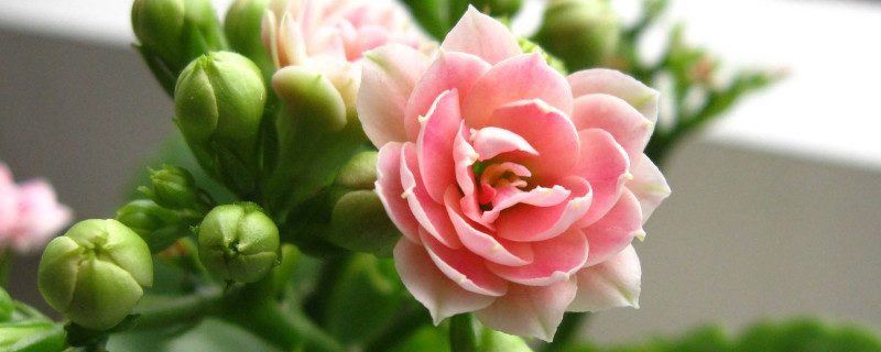 长寿花有花苞能淋雨吗(长寿花开花能淋雨吗)