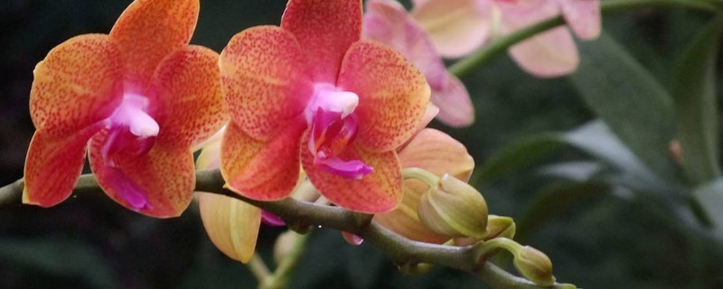 蝴蝶兰枯蕾怎么办 蝴蝶兰落蕾怎么回事