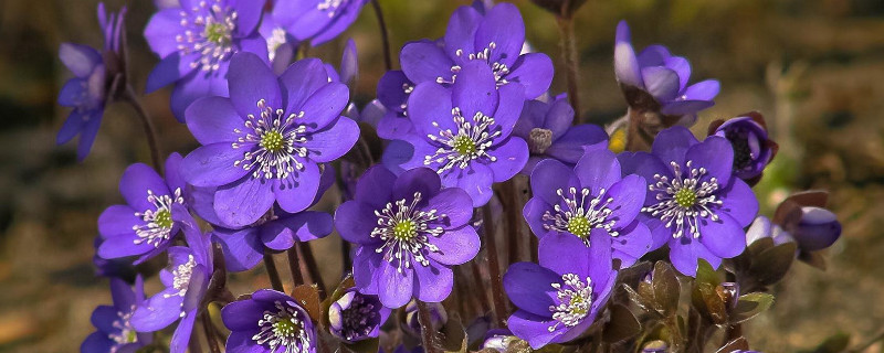 紫罗兰适合什么时候种（紫罗兰什么时候种最好）