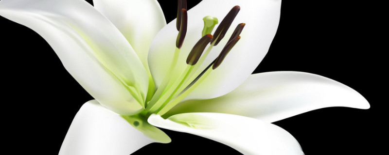 百合花多久浇一次水（百合花多久浇一次水为好）