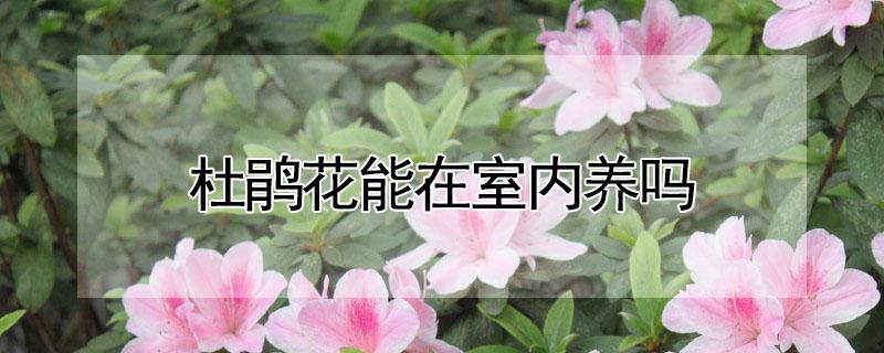 杜鹃花能在室内养吗 杜鹃花能不能在室外养