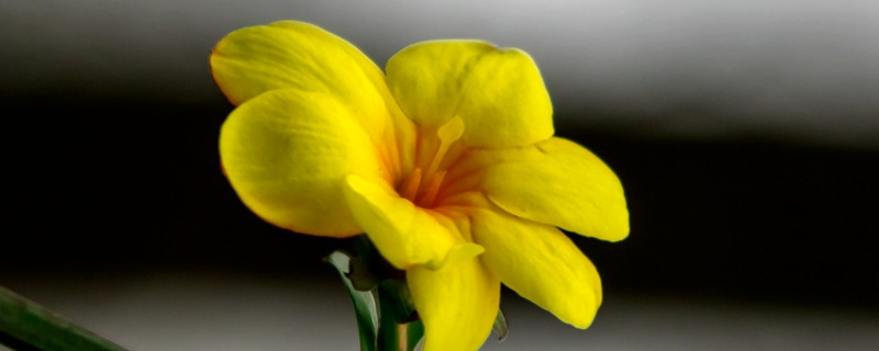 迎春花为什么叫迎春花 迎春花为什么叫迎春花儿?