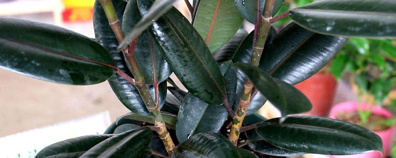 橡皮树不长新叶怎么办（橡皮树不长新叶怎么回事）