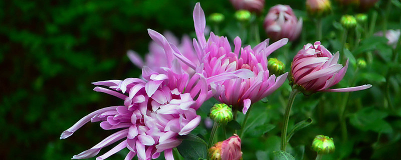 菊花的叶子是什么形状的（菊花的叶子是什么形状的简笔画）