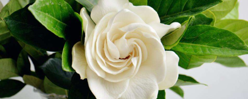 为什么说栀子花不能养家里 栀子花为什么不能养在家里