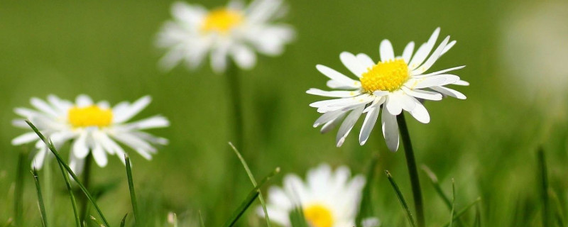 雏菊种子种植方法（雏菊种子种植方法和时间）
