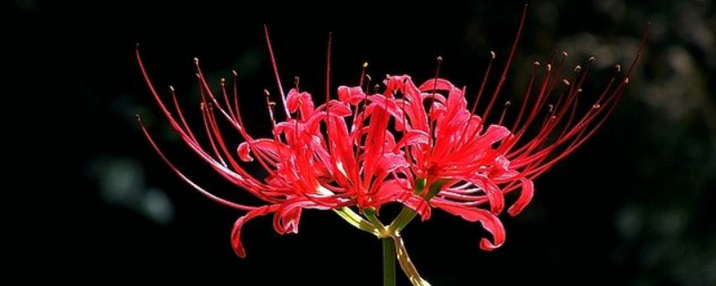彼岸花夏天可以种吗 彼岸花能在冬天种吗