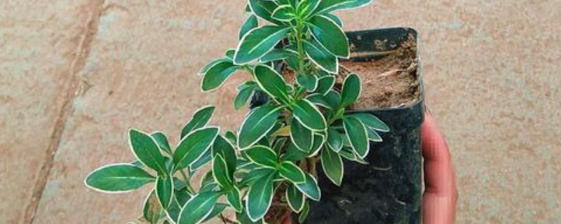 金边六月雪叶子掉光了怎么办 金边六月雪冬天落叶吗