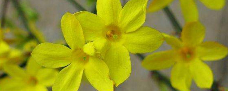 迎春花会爬藤吗 春季爬藤花