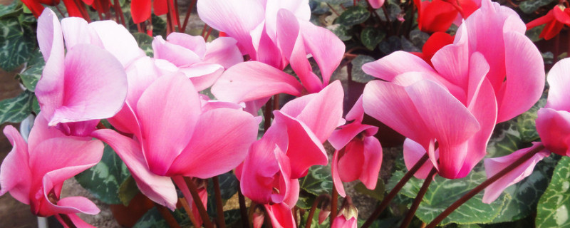 仙客来扦插方法 仙客来扦插方法视频