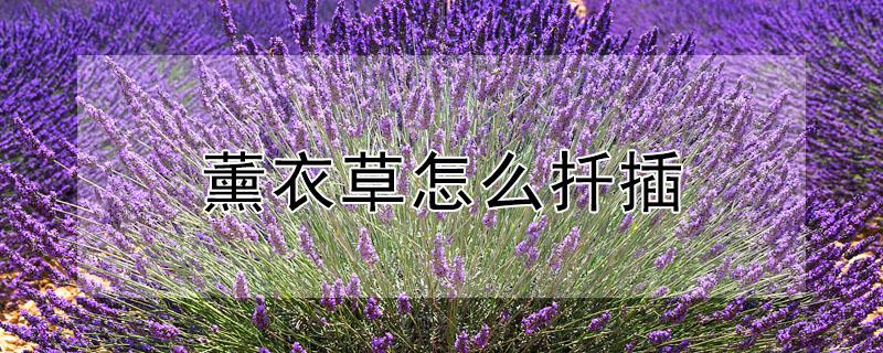 薰衣草怎么扦插 薰衣草的扦插方法如下