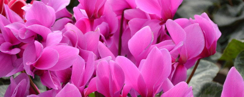 仙客来有种子吗怎么播种 仙客来有种子吗?怎么播种?