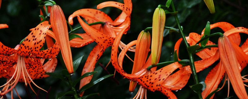 如何种百合种球 百合种球