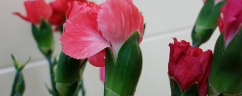 康乃馨花苞干瘪的原因 康乃馨花苞干瘪的原因视频