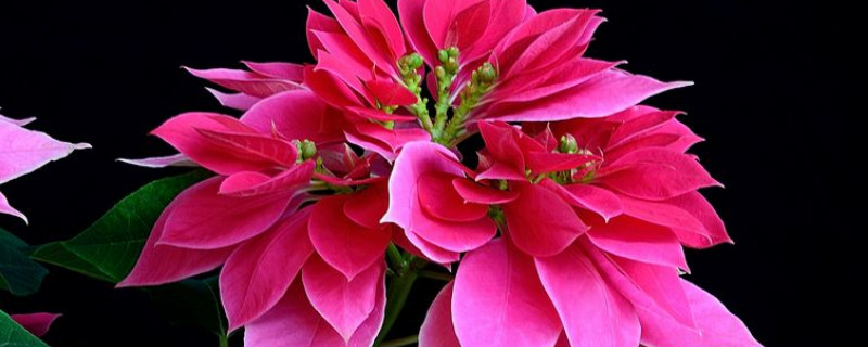 一品红和三角梅的区别(一品梅红色)