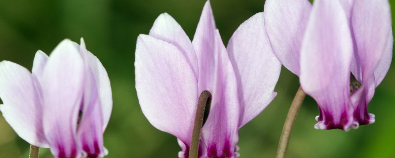 仙客来有香味吗（仙客来的香味有毒吗?）