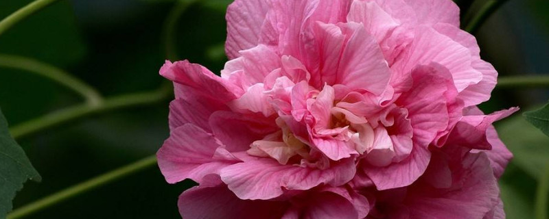 芙蓉花秋天为什么不长了（芙蓉花是秋季开花的吗）