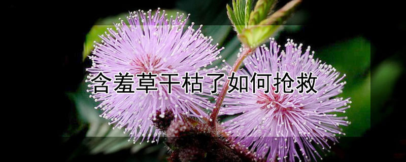 含羞草干枯了如何抢救（含羞草枯了怎么救活）