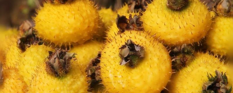 金樱子种子如何能发芽 樱花种子怎么发芽