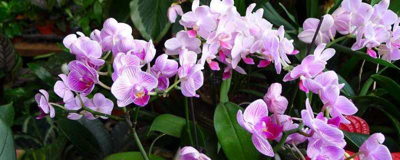 蝴蝶兰生根好方法（蝴蝶兰生根好方法视频）