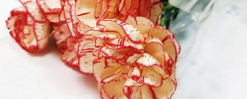 康乃馨播种时间和方法 康乃馨的播种时间