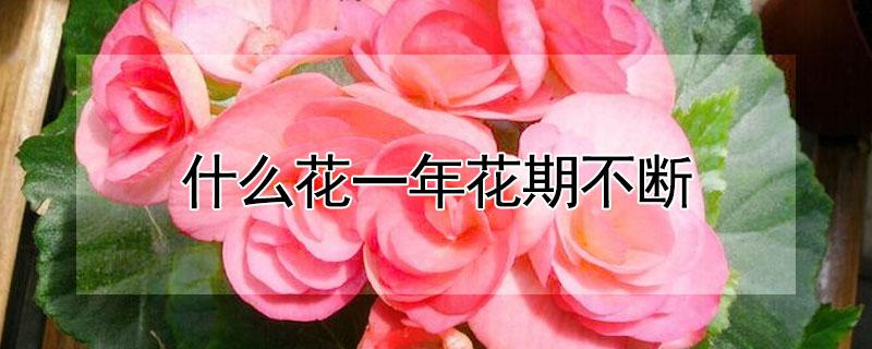 什么花一年花期不断（什么花一年开花不断）