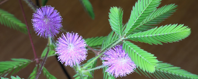 含羞草能在卧室养吗 含羞草能在卧室养吗?