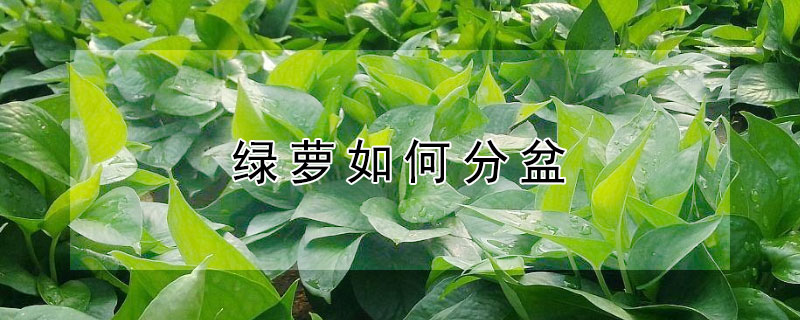 绿萝如何分盆 绿萝如何分盆图解