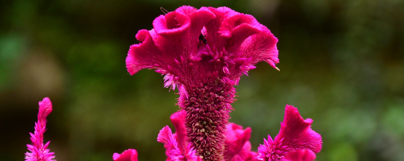 鸡冠花种植方法和时间 鸡冠花种植方法和时间,鸡冠花从播种到开花多长时间