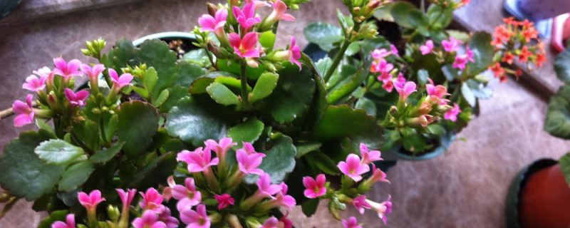 长寿花夏天能修剪吗 夏天长寿花徒长了怎么修剪