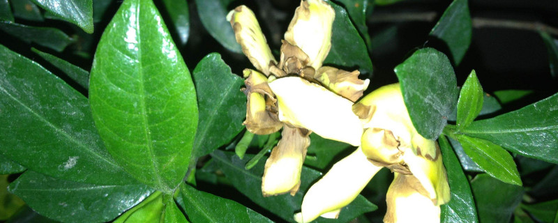栀子花花朵变黄蔫了 栀子花变黄枯萎