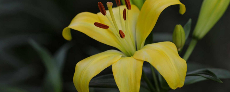 百合花苞枯萎怎么补救 百合花苞干枯怎么办