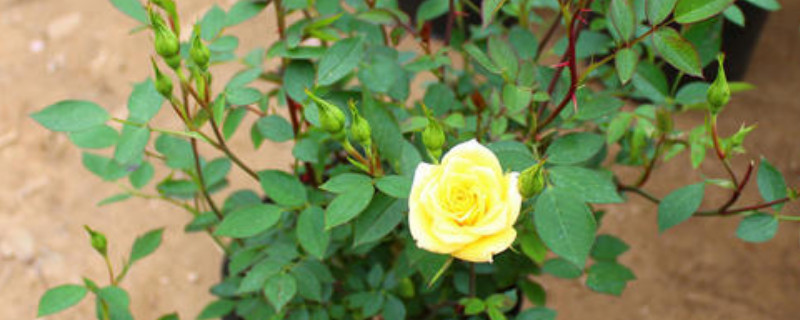 盆栽月季花的养殖方法和注意事项(月季花的养殖方法和注意事项)