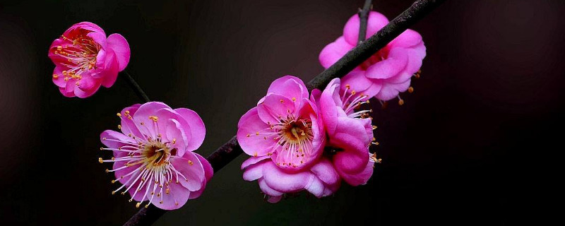 北方盆栽梅花怎么过冬(盆栽梅花怎样过冬)