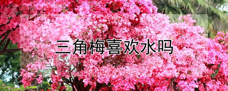 三角梅喜欢水吗（三角梅喜欢水多还是水少）