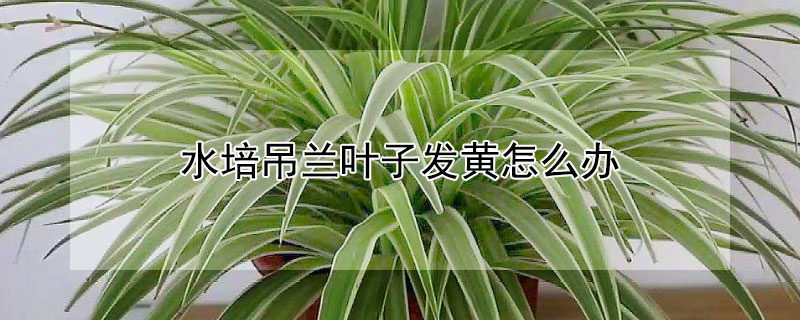水培吊兰叶子发黄怎么办（水培的吊兰叶子发黄怎么办）