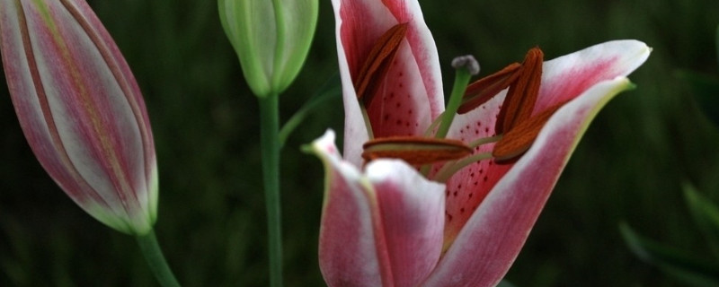 百合花种球怎么繁殖(百合花种球能繁殖出小种球吗)