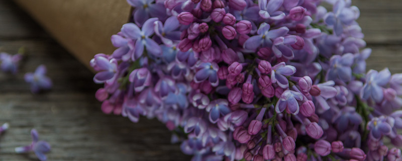 紫罗兰不开花怎么回事 紫罗兰不开花怎么办