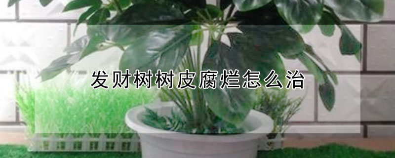 发财树树皮腐烂怎么治(发财树外面的树皮烂了怎么处理)