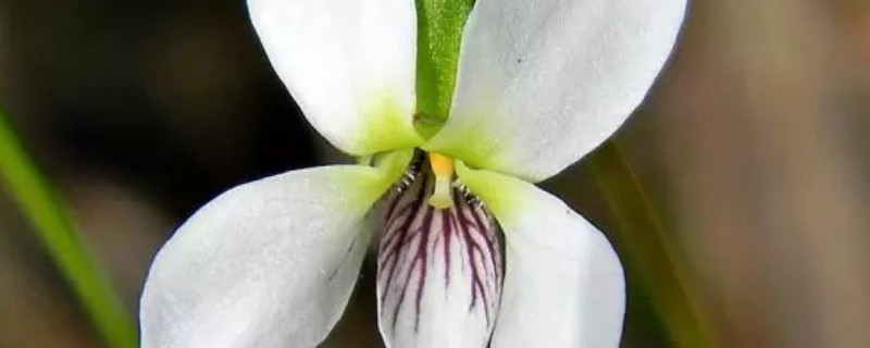 白色紫罗兰可以放在室内吗 紫罗兰能放屋里吗