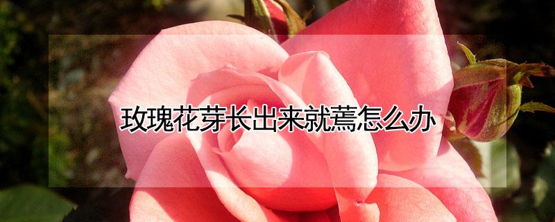 玫瑰花芽长出来就蔫怎么办（玫瑰花发芽了,但是后面又枯萎了怎么办）