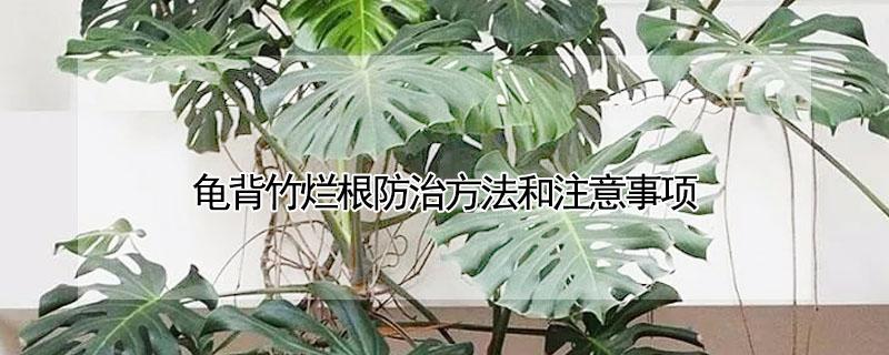 龟背竹烂根防治方法和注意事项（龟背竹根烂了怎么办）