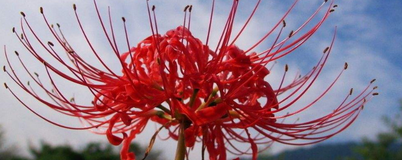 盆栽彼岸花为什么不开花（彼岸花养了两年了怎么不开花）