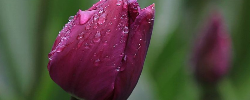 郁金香冬天会枯萎吗（郁金香冬季休眠吗）